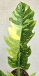 Philodendron Ring of Fire 12 cm