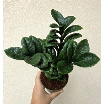 Zamioculcas zamiifolia 'Zenzi' 11 cm
