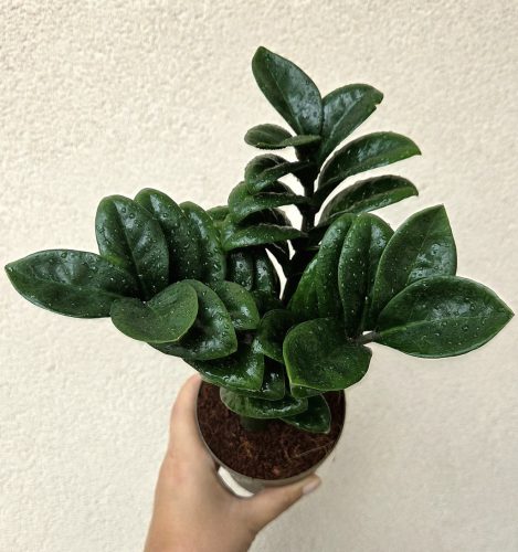 Zamioculcas zamiifolia 'Zenzi' 11 cm