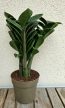 Zamioculcas zamiifolia 'Zenzi' 11 cm