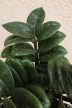 Zamioculcas zamiifolia 'Zenzi' 11 cm