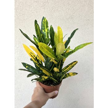 Croton Sunny Star 12 cm