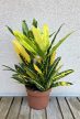 Croton Sunny Star 12 cm