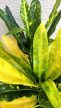 Croton Sunny Star 12 cm