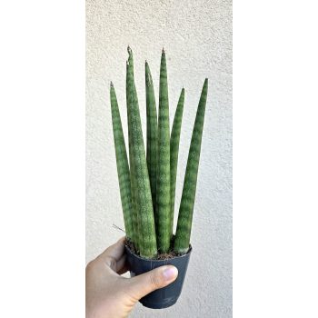   Sansevieria cylindrica ‘Spaghetti’ - Hengeres anyósnyelv 8.5 cm