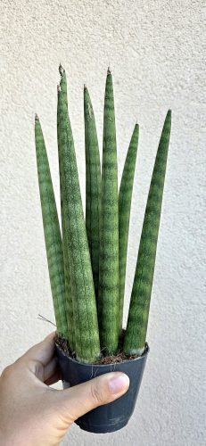 Sansevieria cylindrica ‘Spaghetti’ - Hengeres anyósnyelv 8.5 cm