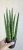 Sansevieria cylindrica ‘Spaghetti’ - Hengeres anyósnyelv 8.5 cm