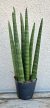 Sansevieria cylindrica ‘Spaghetti’ - Hengeres anyósnyelv 8.5 cm