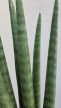 Sansevieria cylindrica ‘Spaghetti’ - Hengeres anyósnyelv 8.5 cm