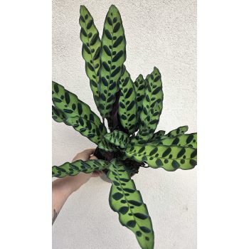 Calathea Lancifolia - Lándzsás zebralevél 14 cm