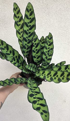 Calathea Lancifolia - Lándzsás zebralevél 14 cm