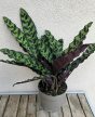 Calathea Lancifolia - Lándzsás zebralevél 14 cm