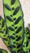 Calathea Lancifolia - Lándzsás zebralevél 14 cm