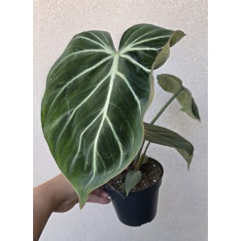 Philodendron gloriosum Zebra