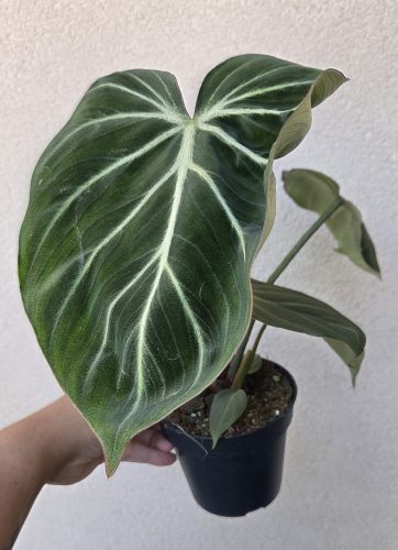Philodendron gloriosum Zebra