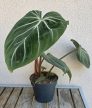 Philodendron gloriosum Zebra
