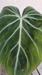 Philodendron gloriosum Zebra