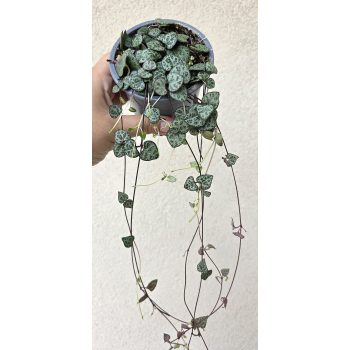 Ceropegia Woodii - Ámpolna gyertyavirág 9 cm