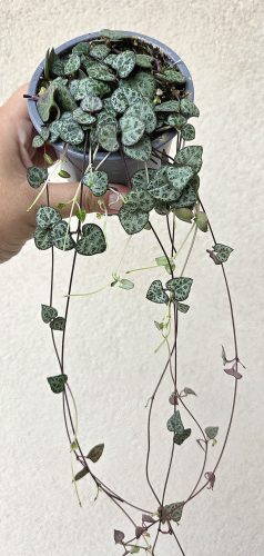 Ceropegia Woodii - Ámpolna gyertyavirág 9 cm
