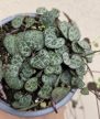 Ceropegia Woodii - Ámpolna gyertyavirág 9 cm