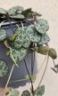 Ceropegia Woodii - Ámpolna gyertyavirág 9 cm