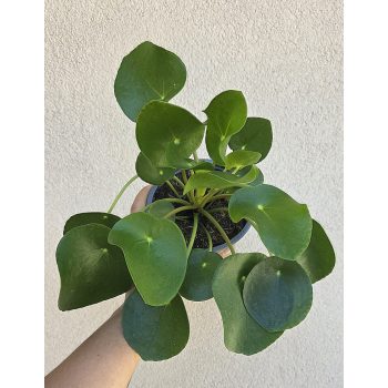 Pilea peperomioides - Pénzlevelű Pilea 13 cm