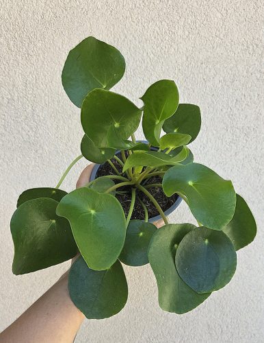 Pilea peperomioides - Pénzlevelű Pilea 13 cm
