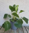 Pilea peperomioides - Pénzlevelű Pilea 13 cm