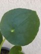 Pilea peperomioides - Pénzlevelű Pilea 13 cm