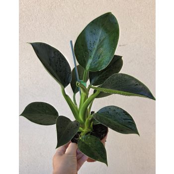 Philodendron Green Princess