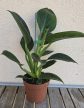 Philodendron Green Princess