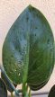 Philodendron Green Princess