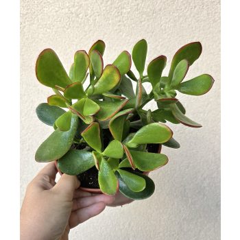 Crassula ovata Sunset - Pozsgafa 15 cm