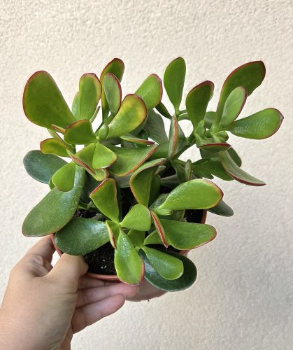 Crassula ovata Sunset - Pozsgafa 15 cm