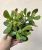 Crassula ovata Sunset - Pozsgafa 15 cm
