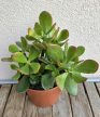 Crassula ovata Sunset - Pozsgafa 15 cm