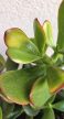 Crassula ovata Sunset - Pozsgafa 15 cm