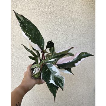 Philodendron 'Red Anderson' 10 cm