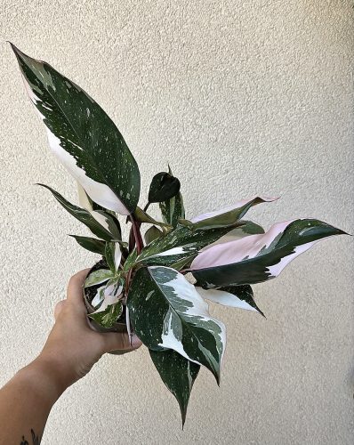 Philodendron 'Red Anderson' 10 cm