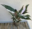 Philodendron 'Red Anderson' 10 cm