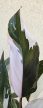 Philodendron 'Red Anderson' 10 cm