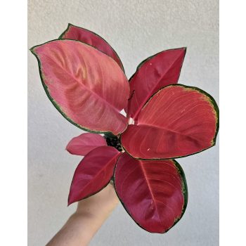 Aglaonema China Red - Rákvirág 12 cm 