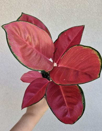 Aglaonema China Red - Rákvirág 12 cm 