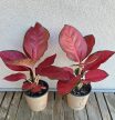 Aglaonema China Red - Rákvirág 12 cm 
