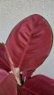 Aglaonema China Red - Rákvirág 12 cm 