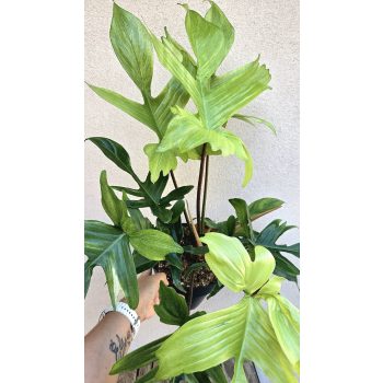 Philodendron Florida Ghost 19 cm