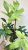 Philodendron Florida Ghost 19 cm