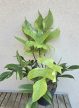 Philodendron Florida Ghost 19 cm