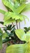 Philodendron Florida Ghost 19 cm