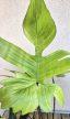 Philodendron Florida Ghost 19 cm